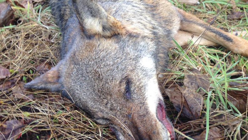 Rinvenuta la carcassa di un lupo, forse avvelenatoLa denuncia del Wwf in Calabria: «Grave perdita»