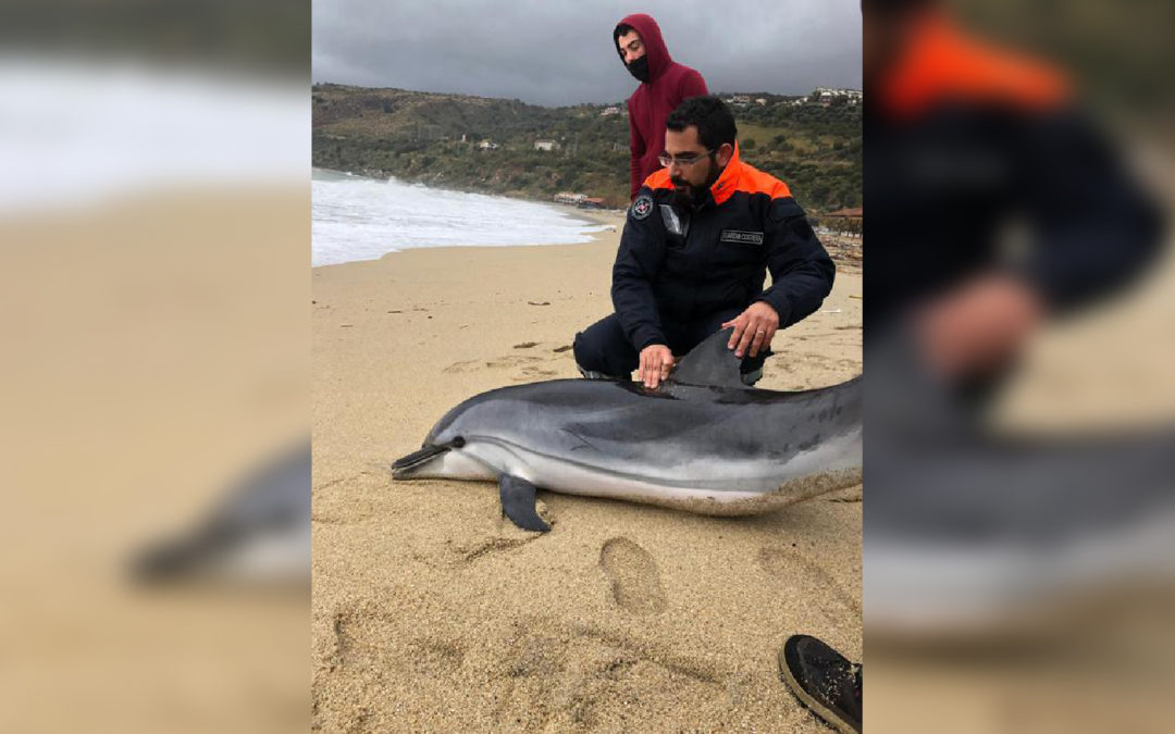 Il delfino morto sulla spiaggia a Nicotera