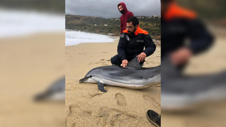 Femmina di delfino muore sulla spiaggia a NicoteraMalgrado i tempestivi tentativi di salvarla prestati 
