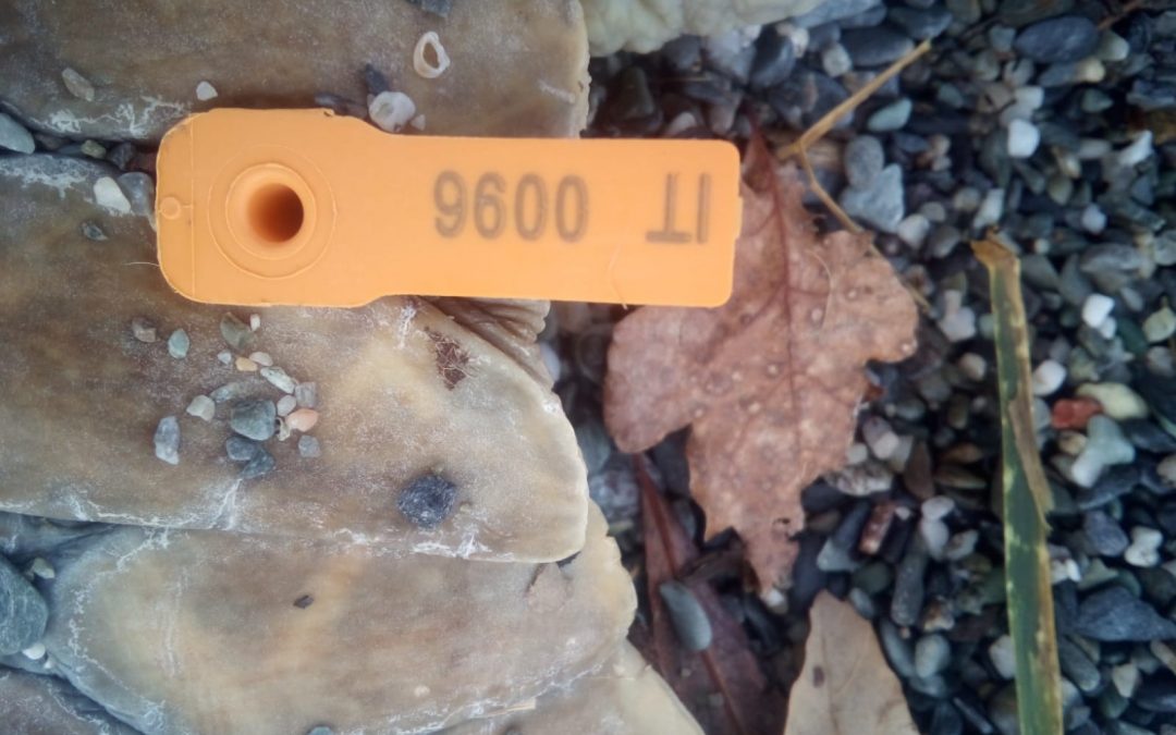 FOTO – Ritrovata carcassa di tartaruga sulla spiaggia di Lamezia Terme