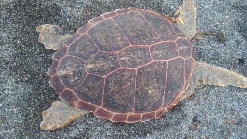 Trovata una carcassa di tartaruga senza testaAllertate le autorità, si ipotizza un rito satanico