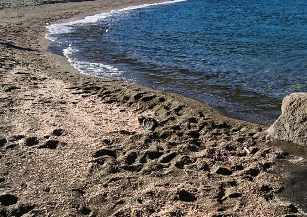 Migliaia gamberetti su spiaggia Ischia: “Vietato mangiarli”,  indagini della GC