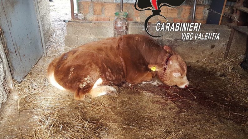 San Gregorio, tentano furto in un'azienda agricola ma uccidono un cavallo e feriscono con l'accetta un bue