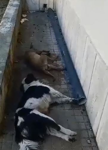 VIDEO – Due cani avvelenati nel Vibonese, paese sotto shock: le immagini forti