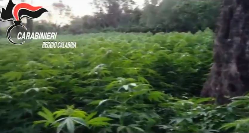 Filmati mentre curavano una immensa piantagione  Tre arresti nel Reggino per coltivazione di droga