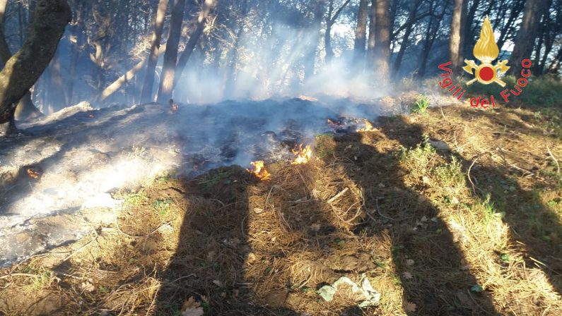 Incendio lambisce coop “Nido di Seta”, distrutto bosco Indagini nel Catanzarese: possibile matrice dolosa