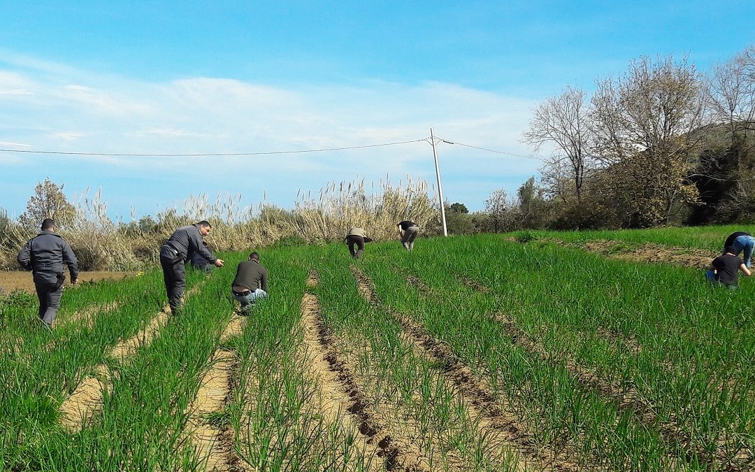 Coldiretti, in trent’anni in Calabria è sparito un quarto delle terre coltivate