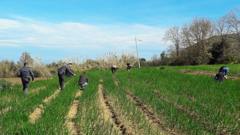 A lavoro nei campi del Vibonese 12 persone “in nero”  Maxi sanzione per imprenditore agricolo: 36.000 euro
