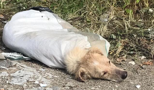 Violenza su un cane, seviziato e ridotto in fin di vitaL'animale trovato con zampe legate e chiuso in un sacco