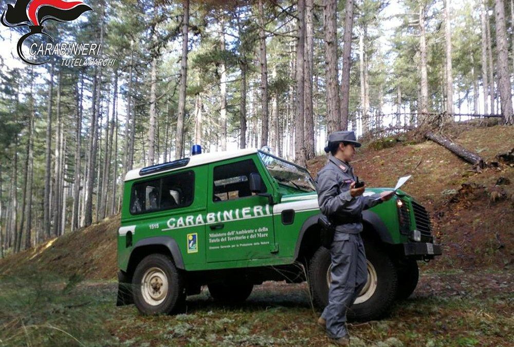 I controlli dei carabinieri forestali in Sila