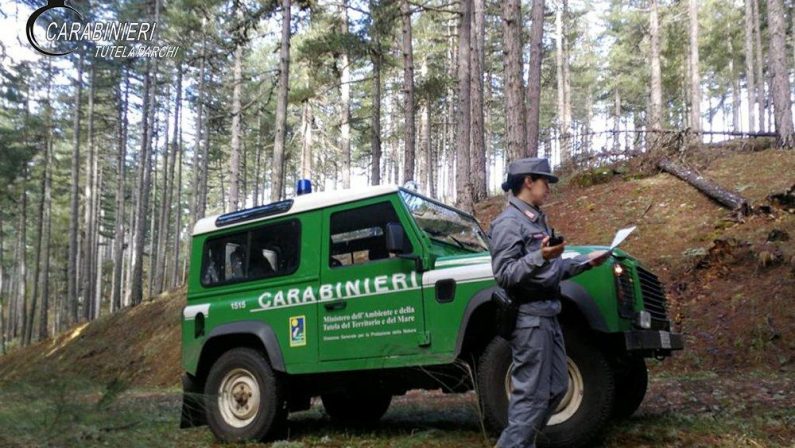 Smaltimento di rifiuti nel Parco della Sila, 2 denunceInteressate le zone del Crotonese e del Cosentino