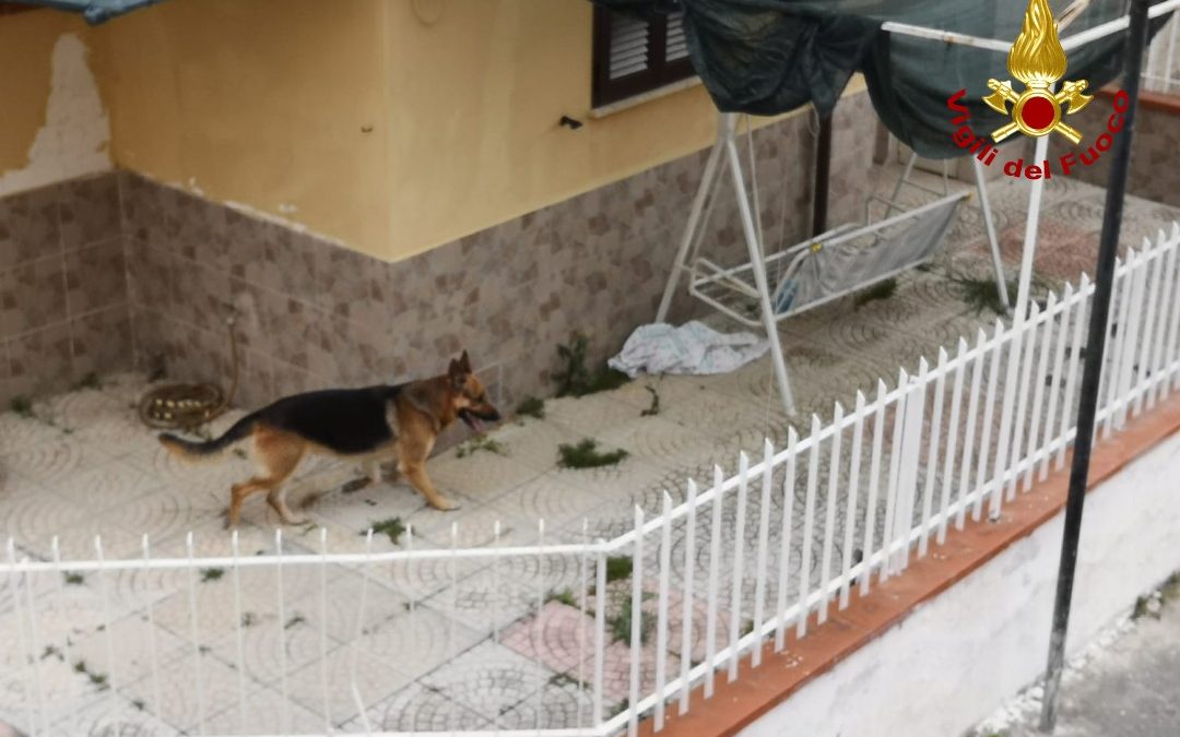 VIDEO – Incendio in un appartamento del Cosentino, i soccorsi e il salvataggio del cane