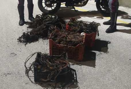 Sorpresi a bruciare cavi in rame rubati a ReggioArrestati due fratelli durante controllo della polizia