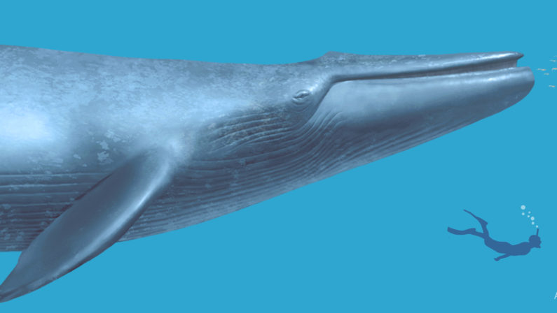 Lo sapete che a Matera c'è la balena fossile più grande mai ritrovata?