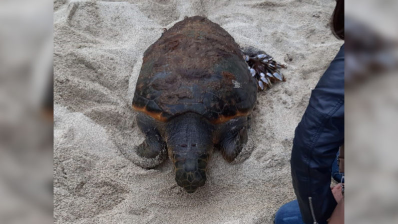 Tartaruga caretta caretta salvata a Ricadi, nel ViboneseGrazie ad una coppia che allerta la Guardia costiera