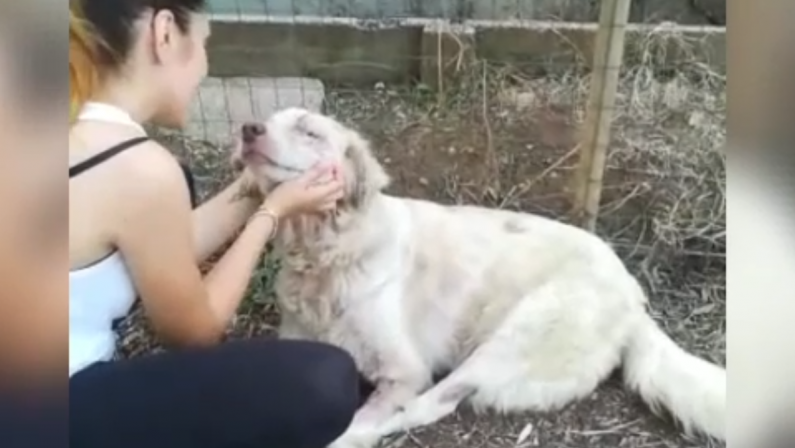 Lido comunale di Reggio, di nuovo rinchiuso il cane liberato pochi giorni fa - VIDEO