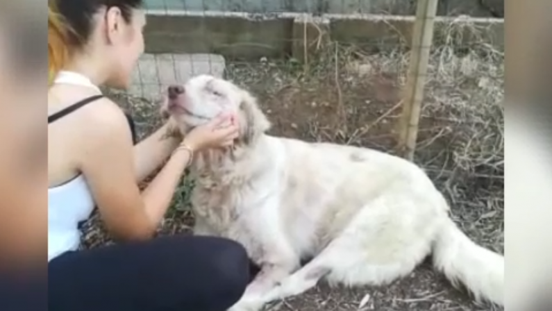 Cagnetta ridotta in fin di vita nel Reggino, l'appello delle volontarie che l'hanno salvata - VIDEO