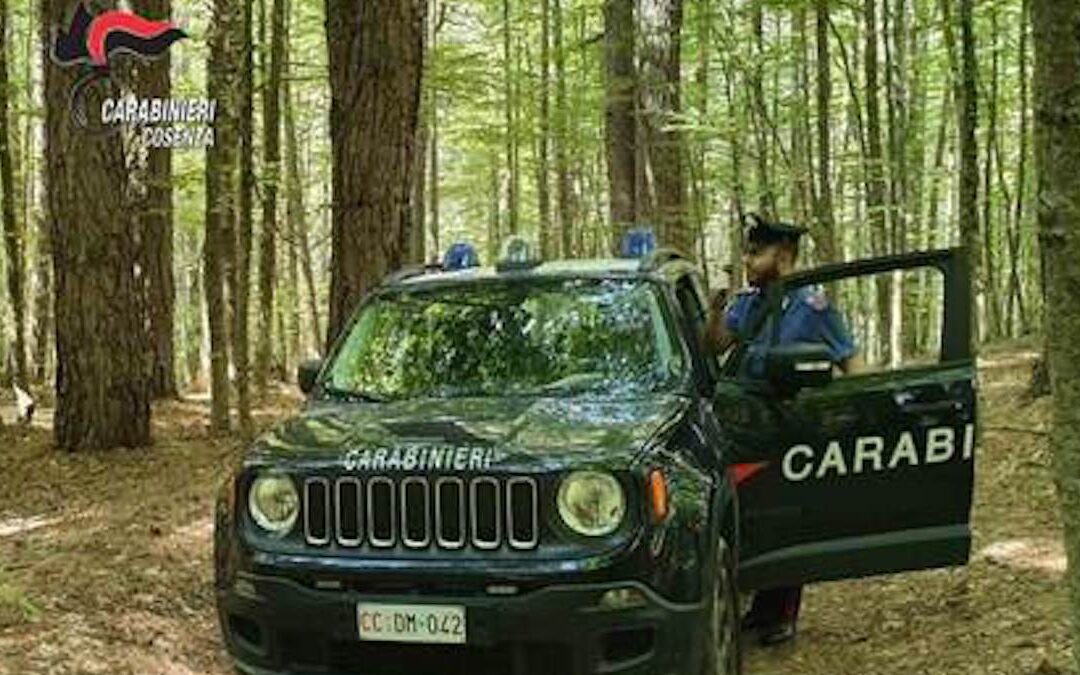 Non riescono a disfarsi della droga prima dell’irruzione dei carabinieri, arrestata una coppia nel Cosentino