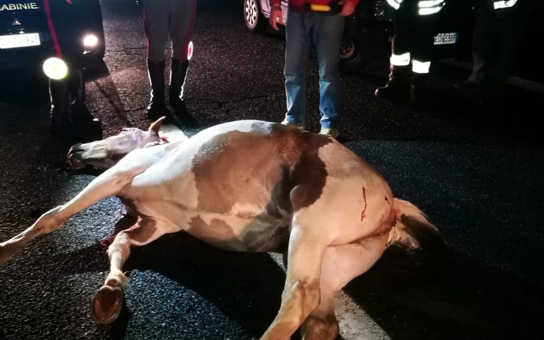 Il cavallo travolto dall'auto