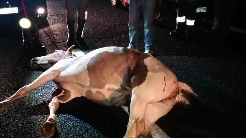 Cavallo invade la superstrada vicino Lamezia TermeInvestito da un'autovettura, due feriti. Uno è grave