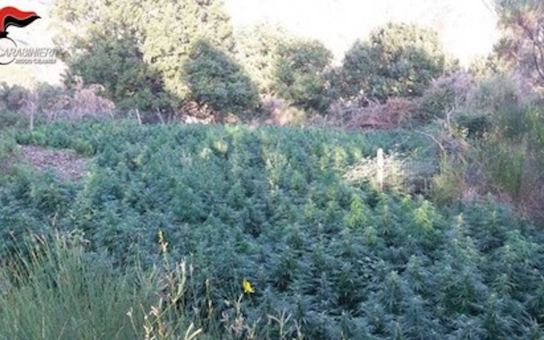 Una piantagione di marijuana (immagine di repertorio)