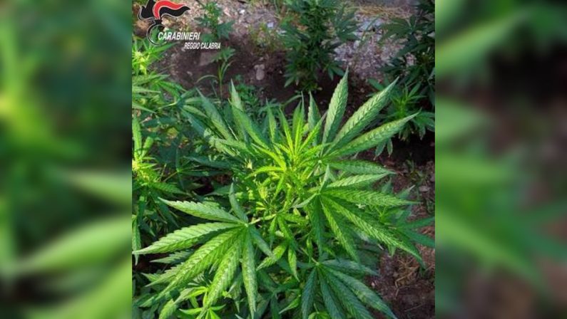 Droga, doppio sequestro di marijuana a Roccella Jonica e Lamezia Terme