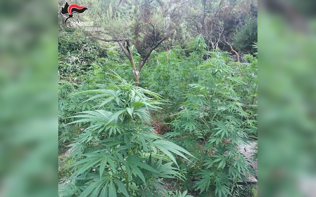 Le piante di marijuana trovate dai carabinieri
