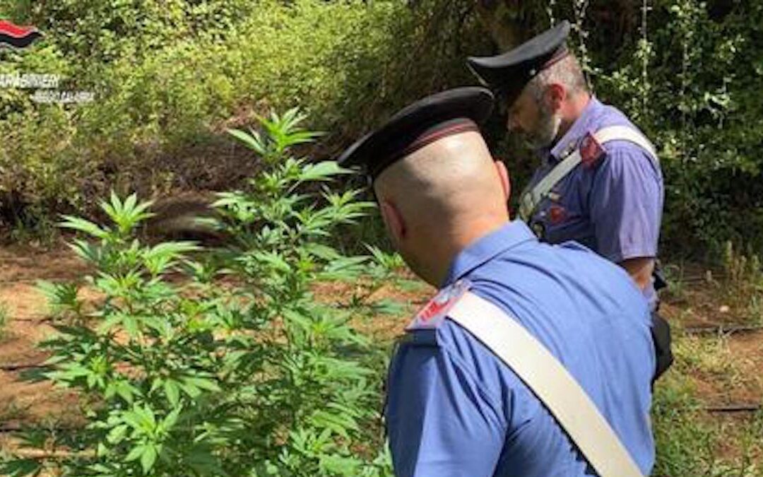 I carabinieri all'interno della piantagione