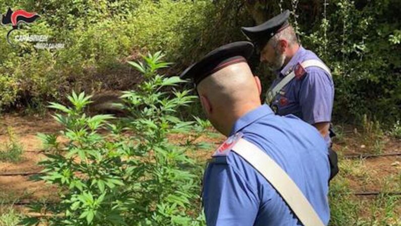 Una piantagione di marijuana nascosta tra i rovi, arrestati zio e nipote nel Reggino