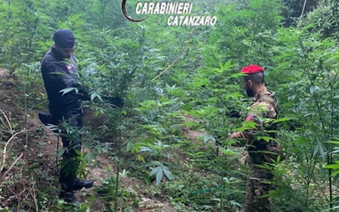 I militari nella piantagione di marijuana