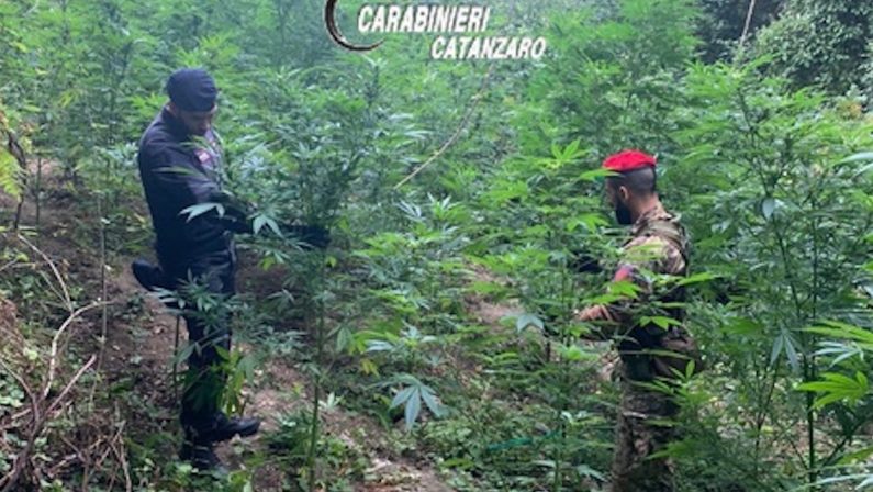 Carabinieri scoprono una nuova piantagione di marijuana a Tiriolo