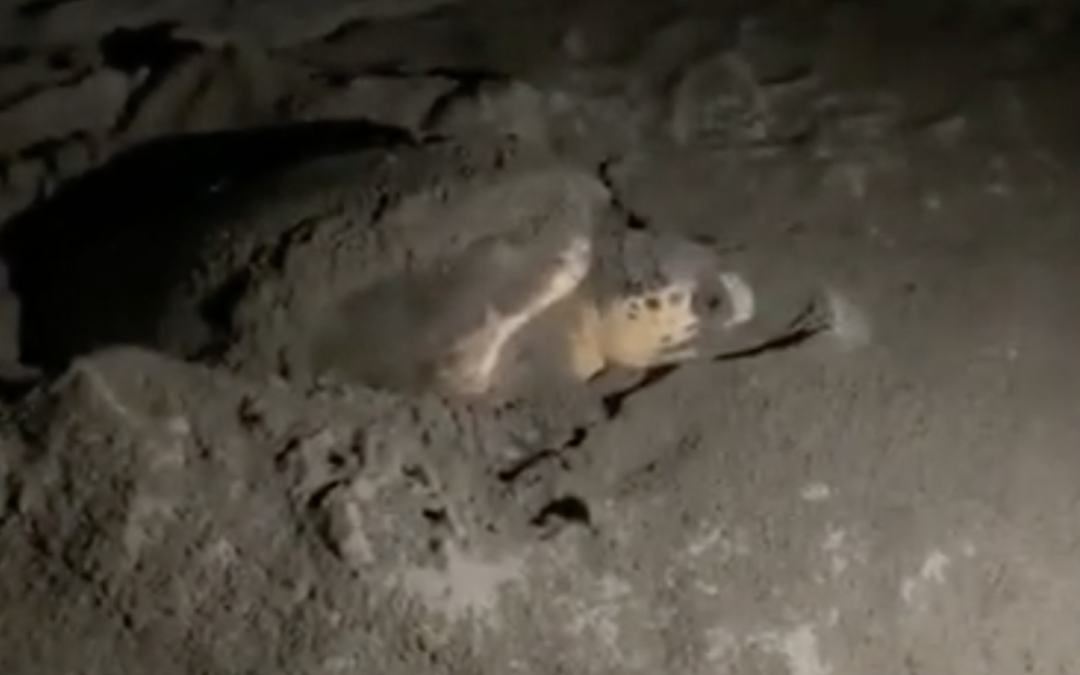 La tartaruga sulla spiaggia di Nocera Terinese