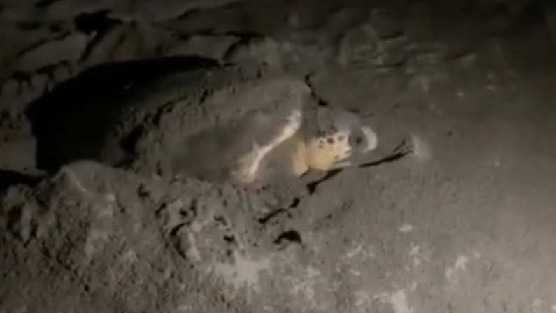 Una tartaruga Caretta Caretta depone le uova a Nocera Terinese - VIDEO