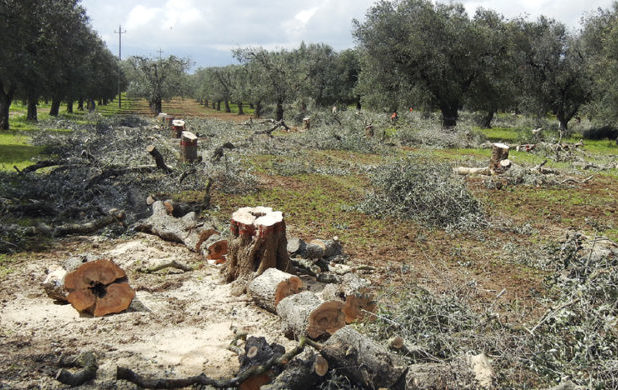 Ulivi tagliati dopo essere stati colpiti da Xylella