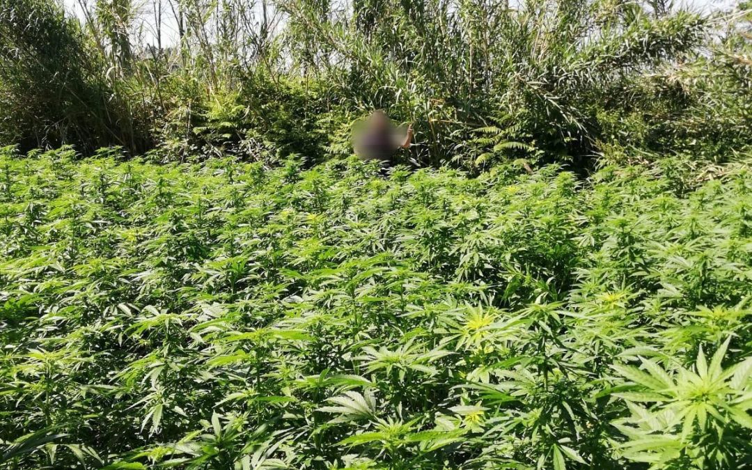 Due piantagioni di marijuana scoperte nel Reggino: quattro arresti