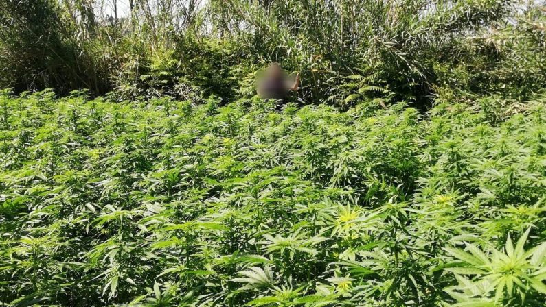 Piantagione di cannabis scoperta tra i boschi di San Luca