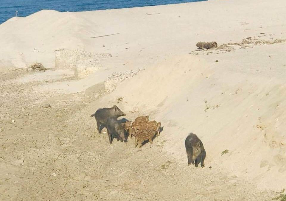 VIDEO – Gruppo di cinghiali a passeggio sulla spiaggia di Soverato, curiosità e allarme