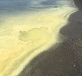 Mare sporco, dopo le proteste Arpacal rassicura«Non è inquinamento ma polline di pino»