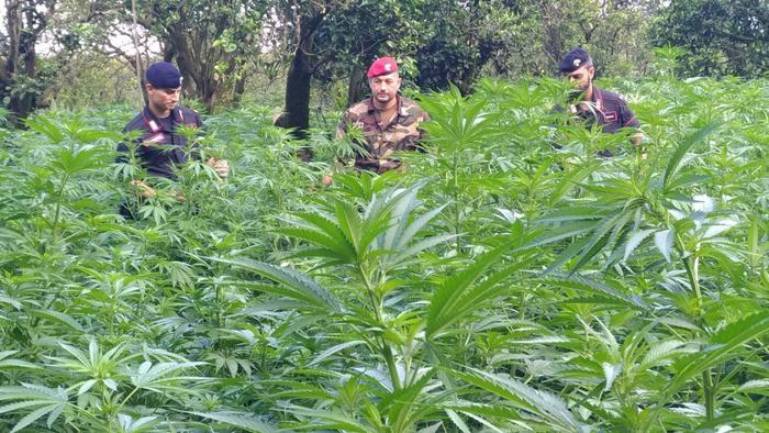 Droga: sequestrate 1.500 piante di canapa, 5 arresti nel Cosentino