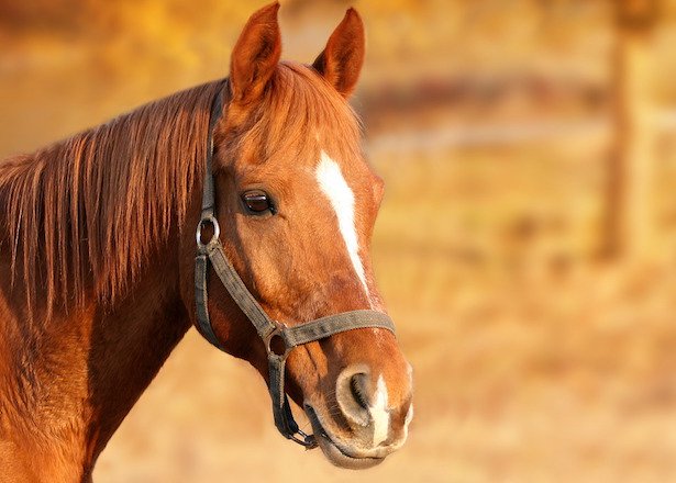 Cade da cavallo a Serra San BrunoIn gravi condizioni una ventenne di Soverato