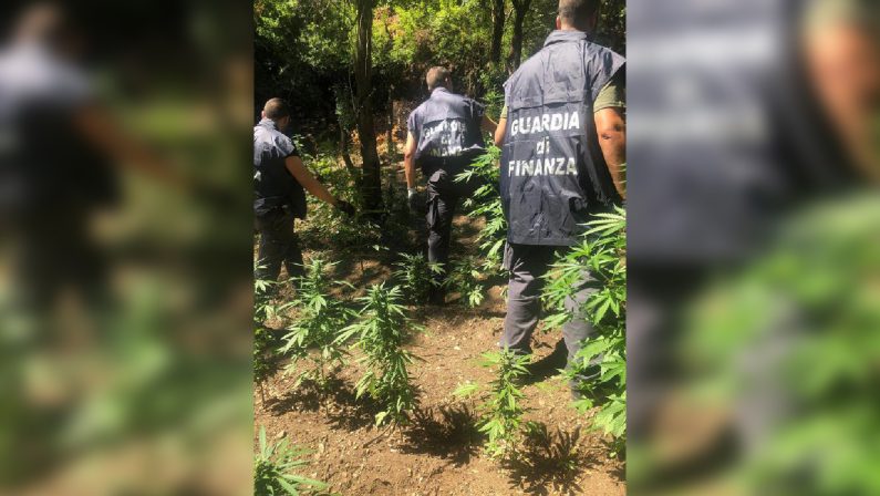 Ancora una piantagione di canapa scoperta in CalabriaNel parco d'Aspromonte piante e strutture d'essiccazione