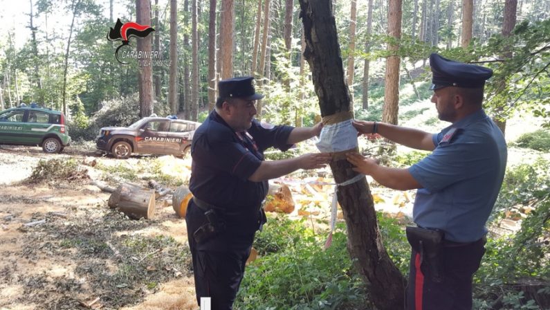 Tagliati senza autorizzazione quasi 3 ettari di boscoDenunciato il proprietario dell'area a Lamezia Terme