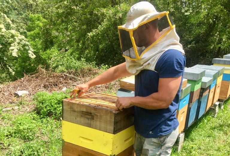 Stato di emergenza per l'apicoltura, scarsa la produzione di miele anche in Irpinia