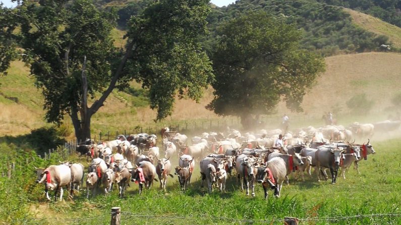 Allarme tubercolosi bovina nel crotonese: a rischio la transumanza