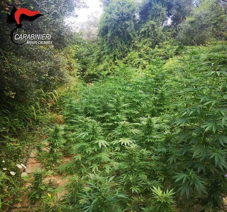 Droga, piantagione di marijuana scoperta nel Reggino: distrutte tre tipologie di cannabis