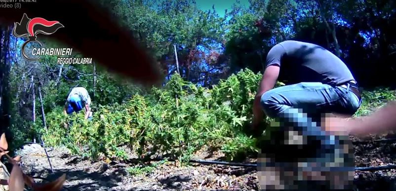 VIDEO – Operazione contro la produzione di droga nel Reggino, 12 persone coinvolte tra San Luca e Benestare
