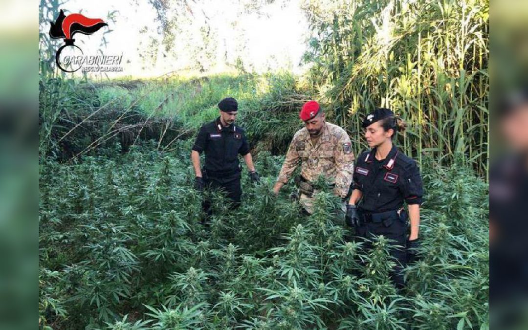 La piantagione scoperta a Candidoni