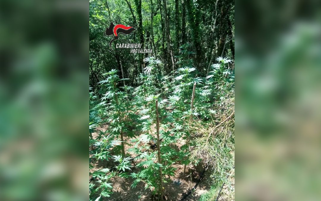 La piantagione di canapa sequestrata