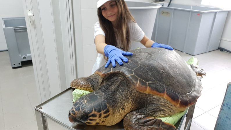 Dopo un mese e mezzo di cure, torna libero “Golia”  La tartaruga Caretta Caretta “vittima” della plastica in mare
