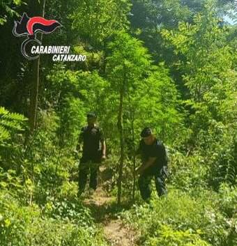 Piantagione di canapa sequestrata nel CatanzareseAutore arrestato, era armato. Distrutti 330 arbusti
